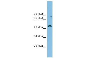 CCBE1 antibody used at 1 ug/ml to detect target protein. (CCBE1 Antikörper  (Middle Region))
