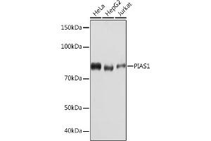Western blot analysis of extracts of various cell lines, using PI Rabbit mAb (ABIN7269622) at 1:1000 dilution. (PIAS1 Antikörper)