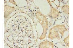Immunohistochemistry of paraffin-embedded human kidney tissue using ABIN7159891 at dilution of 1:100 (TIMM1 (AA 1-90) Antikörper)