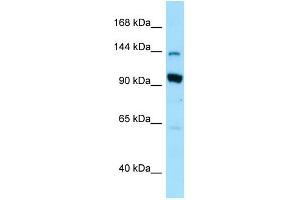 WB Suggested Anti-USO1 Antibody Titration: 1.