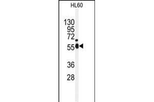 Western blot analysis of anti-NEK2 Antibody (Center) (ABIN392650 and ABIN2842150) in HL60 cell line lysates (35 μg/lane).