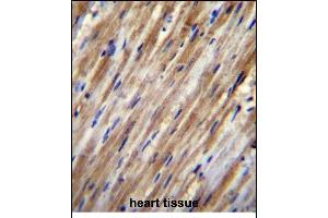 F2RL2 Antibody (N-term) (ABIN656222 and ABIN2845538) immunohistochemistry analysis in formalin fixed and paraffin embedded human heart tissue followed by peroxidase conjugation of the secondary antibody and DAB staining. (F2RL2 Antikörper  (N-Term))