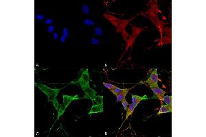 Immunocytochemistry/Immunofluorescence analysis using Mouse Anti-LAR/PTPRF Monoclonal Antibody, Clone S165-38 (ABIN1740993). (PTPRF Antikörper  (AA 1315-1607) (FITC))