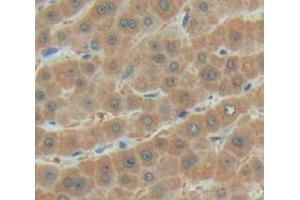 IHC-P analysis of Human Tissue, with DAB staining. (AGRN Antikörper  (AA 1856-2045))