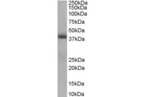 Western Blotting (WB) image for anti-Translocase of Inner Mitochondrial Membrane 50 Homolog (TIMM50) (AA 396-409) antibody (ABIN297778) (TIMM50 Antikörper  (AA 396-409))