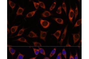 Immunofluorescence analysis of L929 cells using CTNNA3 Polyclonal Antibody at dilution of 1:100. (CTNNA3 Antikörper)