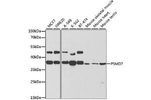 Western blot analysis of extracts of various cell lines, using PSMD7 antibody (ABIN1876544) at 1:1000 dilution. (PSMD7 Antikörper)