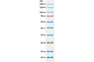 SDS-PAGE (SDS) image for ExcelBand™ Enhanced 3-color Regular Range Protein Marker (ABIN5662610) (ExcelBand™ Enhanced 3-color Regular Range Protein Marker)