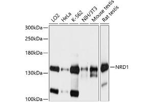 Western blot analysis of extracts of various cell lines, using NRD1 antibody  at 1:1000 dilution. (NRD1 Antikörper  (AA 160-400))
