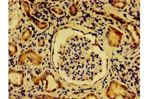 Immunohistochemistry of paraffin-embedded human kidney tissue using ABIN7162040 at dilution of 1:100