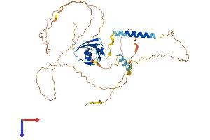 TFG Protein (AA 1-400) (His tag)