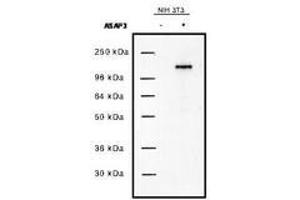 Image no. 1 for anti-ArfGAP with SH3 Domain, Ankyrin Repeat and PH Domain 3 (ASAP3) antibody (ABIN292730) (ASAP3 Antikörper)