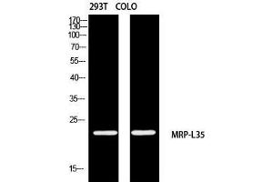 Western Blot (WB) analysis of 293T COLO205 using MRP-L35 antibody. (MRPL35 Antikörper)