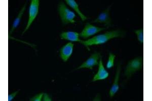 Immunofluorescence (IF) image for anti-Annexin A1 (ANXA1) (AA 1-346) antibody (ABIN7435877)