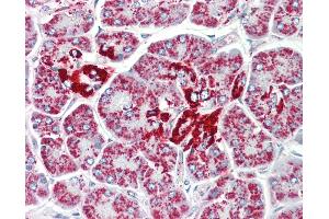 Anti-DCI / ECI1 antibody IHC staining of human pancreas. (DCI Antikörper  (AA 275-302))