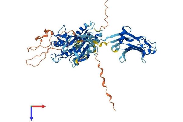 CPNE7 Protein (AA 1-633) (His tag)