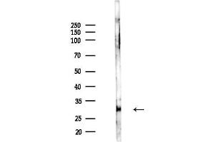 anti-HLA Class II DO alpha (HLA-DOA) antibody