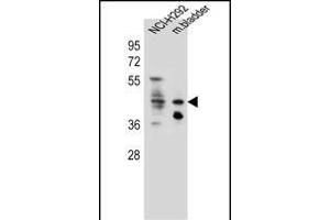 GHSR Antibody (C-term) (ABIN655816 and ABIN2845240) western blot analysis in NCI- cell line and mouse bladder tissue lysates (35 μg/lane). (GHSR Antikörper  (C-Term))
