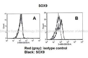 Researcher: Dr. (SOX9 Antikörper  (C-Term))