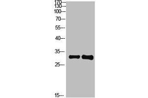 Western Blot analysis of 1,mouse-brain 2,mouse-spleen cells using primary antibody diluted at 1:1000(4 °C overnight). (KCTD7 Antikörper  (AA 181-230))