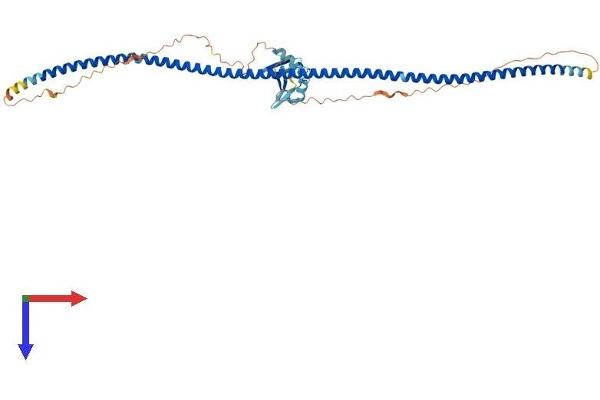 RASSF8 Protein (AA 1-419) (His tag)