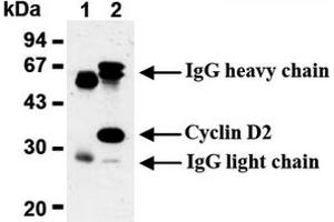 Western Blotting (WB) image for anti-Cyclin D2 (CCND2) antibody (ABIN487479) (Cyclin D2 Antikörper)