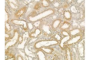 ABIN6260584 and ABIN6277289 at 1/100 staining human normal kidney tissue by IHC-P. (CD19 Antikörper  (C-Term))