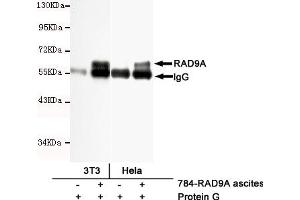 Immunoprecipitation analysis of Hela and 3T3 cell lysates using RAD9A mouse mAb.