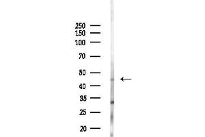 anti-Ethanolamine Kinase 2 (ETNK2) (Internal Region) antibody