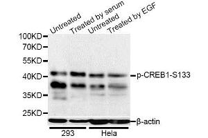 Western blot analysis of extracts of 293 and HeLa cells, using Phospho-CREB1-S133 antibody (ABIN5969880) at 1/1000 dilution. (CREB1 Antikörper  (pSer133))