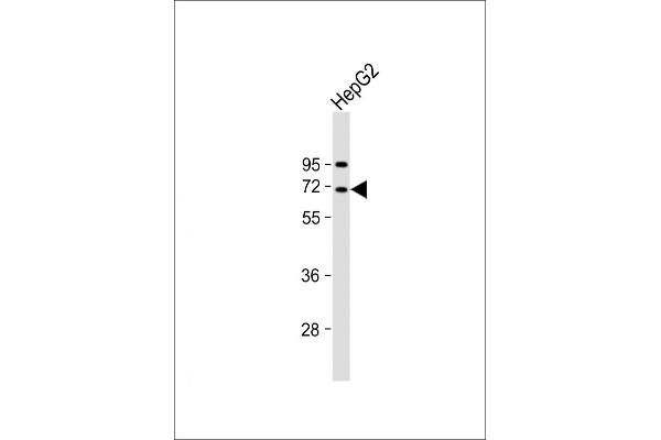 EPS8-Like 3 Antikörper  (N-Term)