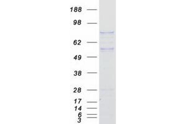 FYB Protein (Transcript Variant 2) (Myc-DYKDDDDK Tag)