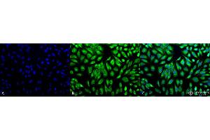 Immunocytochemistry/Immunofluorescence analysis using Rabbit Anti-PDI Polyclonal Antibody . (P4HB Antikörper  (AA 409-509) (PerCP))
