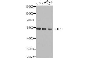 Western blot analysis of extracts of various cell lines, using ETS1 antibody (ABIN5970774) at 1/1000 dilution.