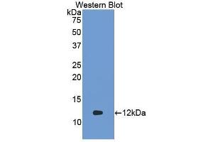 Western Blotting (WB) image for anti-Cytochrome C, Somatic (CYCS) (AA 13-99) antibody (ABIN1858584) (Cytochrome C Antikörper  (AA 13-99))