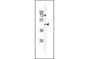 D2 Antibody (C-term) (ABIN655413 and ABIN2844958) western blot analysis in K562 cell line lysates (35 μg/lane). (PM20D2 Antikörper  (C-Term))