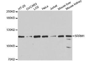 Western blot analysis of extracts of various cell lines, using SRRM1 antibody (ABIN1877093) at 1:3000 dilution. (SRRM1 Antikörper)