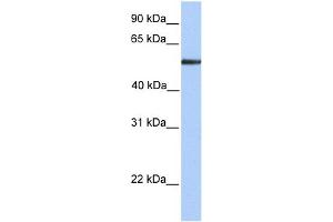WB Suggested Anti-FUCA1 Antibody Titration: 0. (FUCA1 Antikörper  (N-Term))