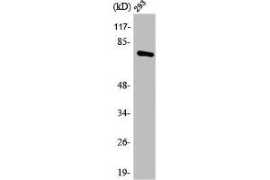 Western Blot analysis of 293 cells using Annexin VI Polyclonal Antibody (ANXA6 Antikörper  (N-Term))