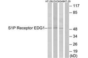 Western blot analysis of extracts from HT-29/LOVO/A549 cells, using S1P Receptor EDG1 (Ab-236) Antibody. (S1PR1 Antikörper  (AA 206-255))