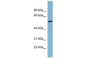 MIER2 antibody used at 1 ug/ml to detect target protein. (MIER2 Antikörper  (Middle Region))