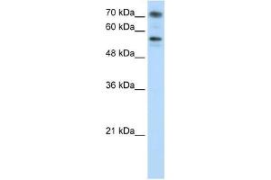 BRD7 antibody used at 0. (BRD7 Antikörper  (C-Term))
