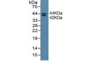 Western Blotting (WB) image for Indoleamine 2,3-Dioxygenase (IDO) ELISA Kit (ABIN6574282)