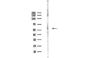 Western blot analysis of lysates from RAW264.