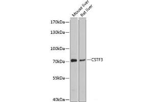 Western blot analysis of extracts of various cell lines using CSTF3 Polyclonal Antibody at dilution of 1:3000. (CSTF3 Antikörper)