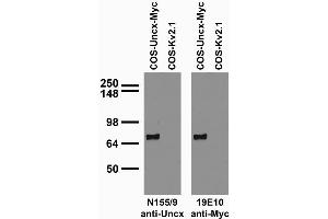 Transfected cell immunoblot: extracts of COS cells transiently transfected with Myc- tagged Uncx and untagged Kv2.