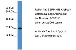 WB Suggested Anti-SERPINB8  Antibody Titration: 0. (SERPINB8 Antikörper  (C-Term))