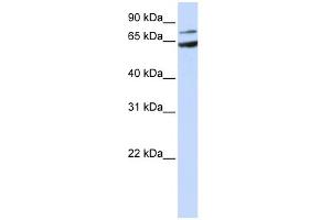 WB Suggested Anti-FZD8 Antibody Titration:  0.