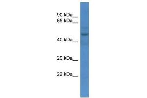 Western Blot showing Slc16a3 antibody used at a concentration of 1. (SLC16A3 Antikörper  (N-Term))