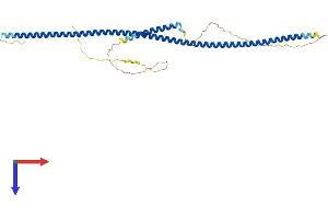NDE1 Protein (NDE1) (AA 1-344) (His tag)